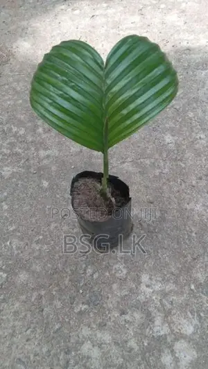 පුවක් පැළ