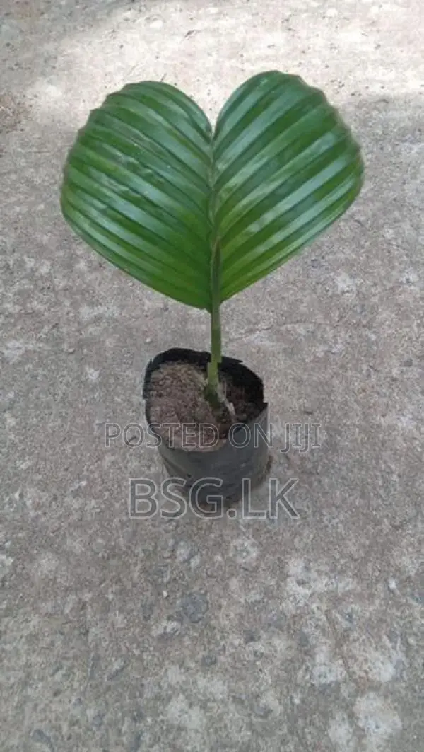 පුවක් පැළ