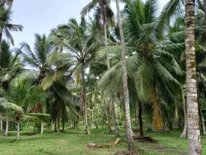 Land Sale Minuwangoda Kalawana