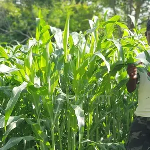 வளர்ப்பு புல்விதை