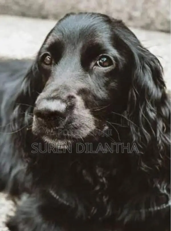 Cocker Spaniel Dog