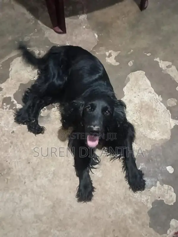 Cocker Spaniel Dog