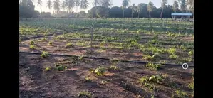 Nilaveli Beach Front Land for Sale