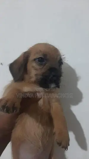 Dachshund Puppy