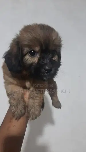 Dachshund Puppy