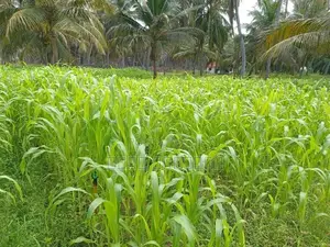 வளர்ப்புபுல்விதை