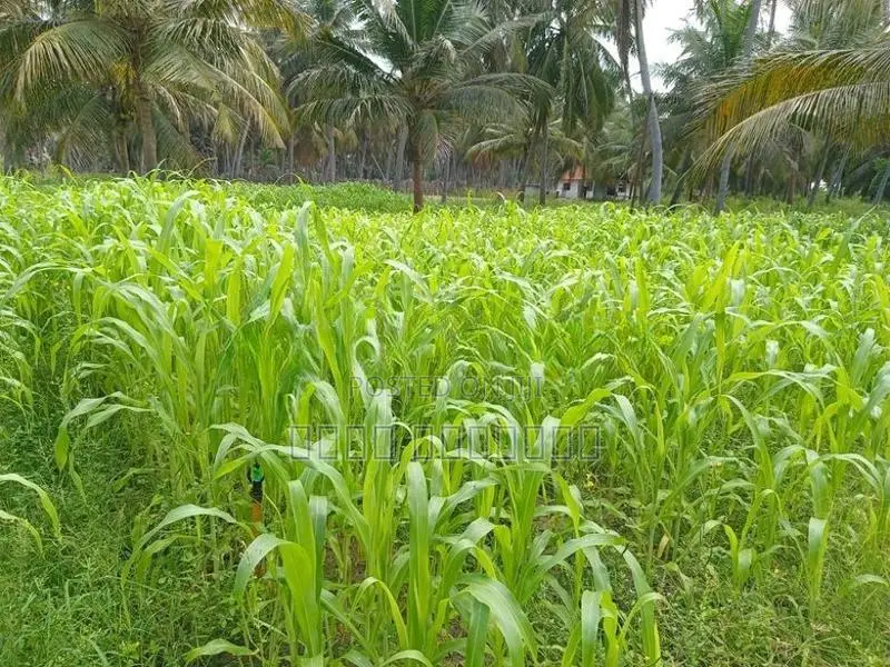 வளர்ப்புபுல்விதை