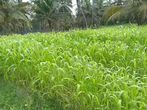 வளர்ப்புபுல்விதை