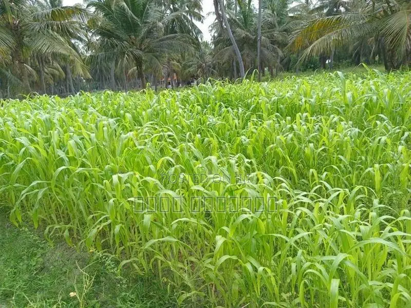வளர்ப்புபுல்விதை