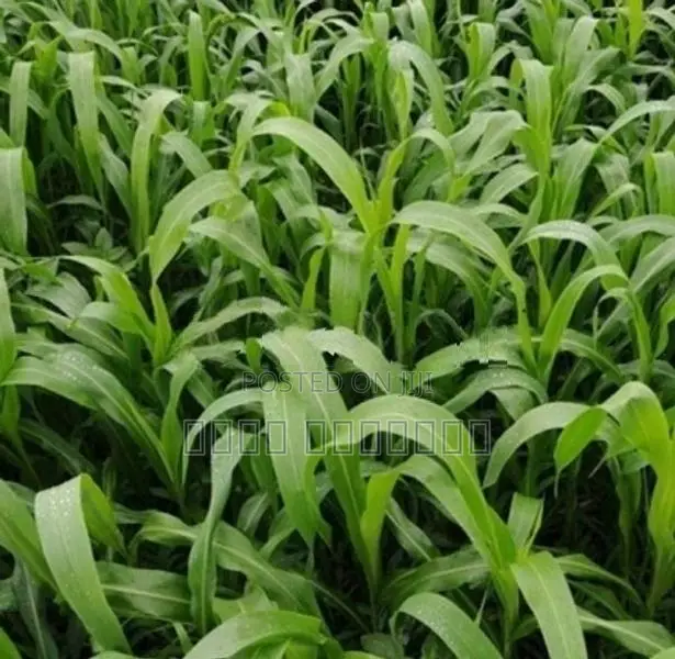 வளர்ப்புபுல்விதை