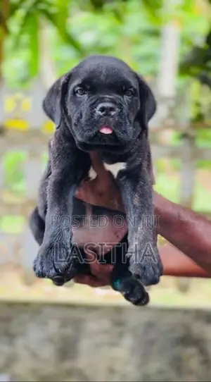 Cane Corso Puppies