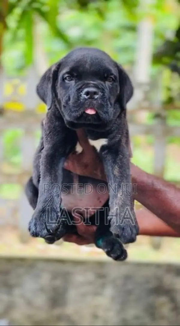 Cane Corso Puppies