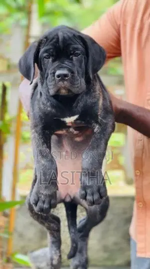 Cane Corso Puppies