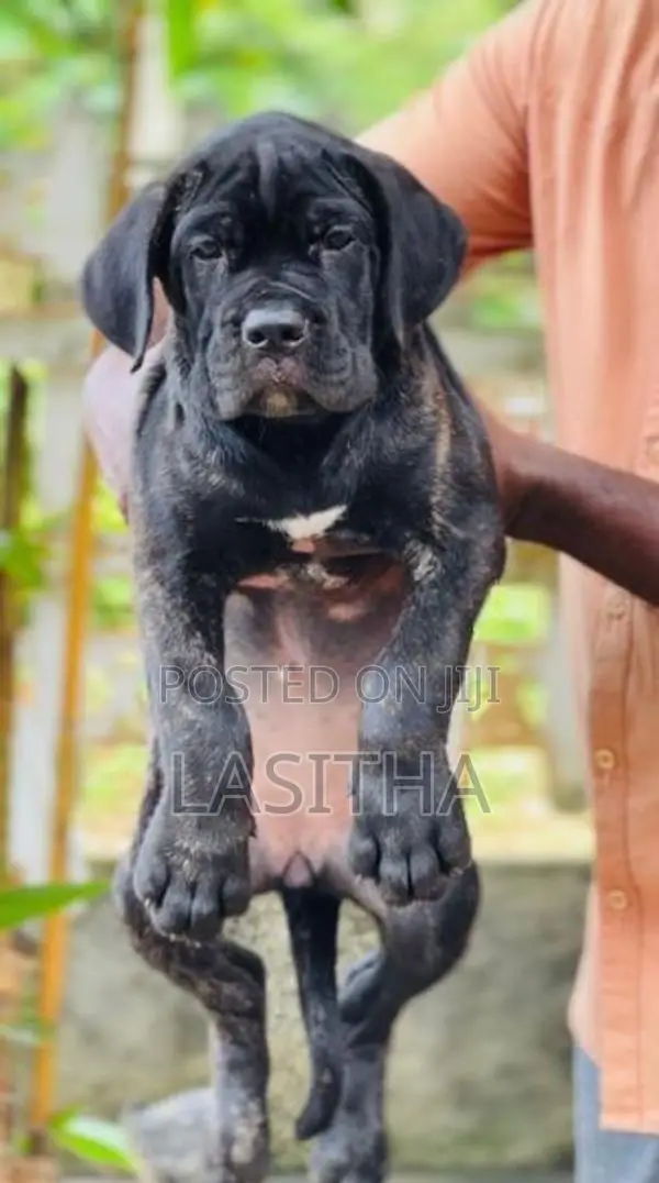 Cane Corso Puppies