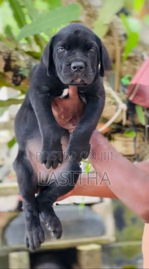 Cane Corso Puppies