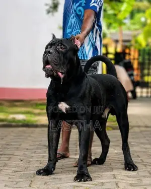 Cane Corso Puppies