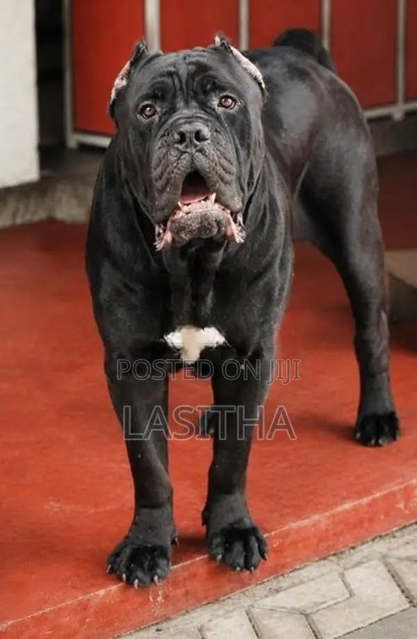 Cane Corso Puppies