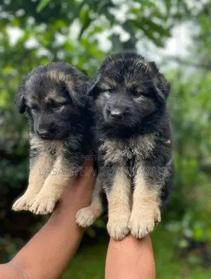 German Shepherd Long Coat Puppy
