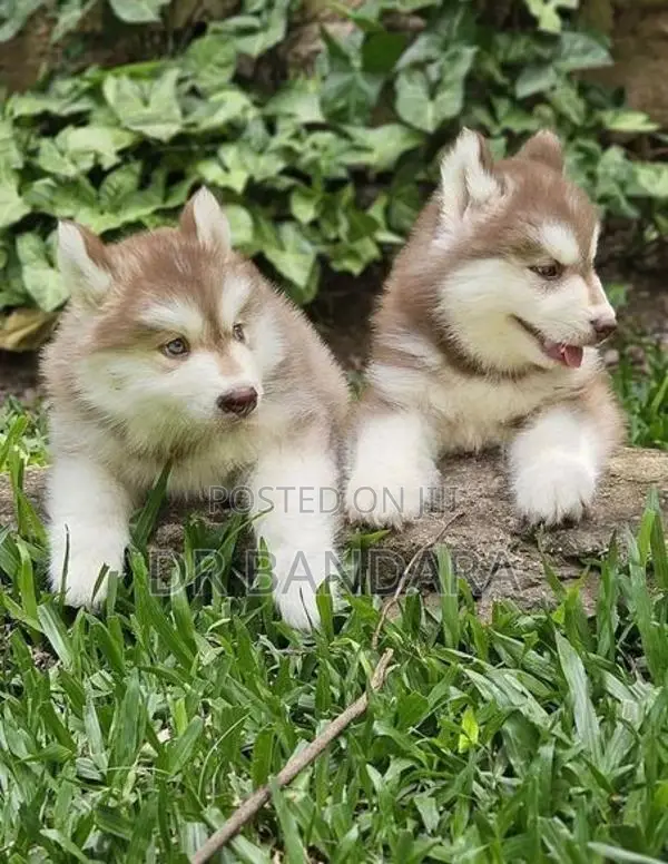 Husky Puppies