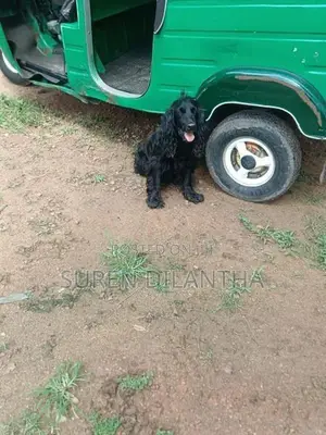 Cocker Spaniel Puppy