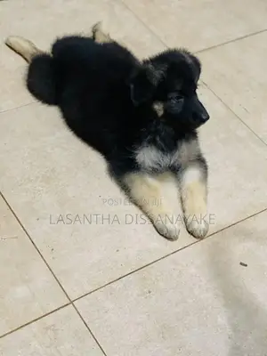 German Shepherd Long Coat Puppy