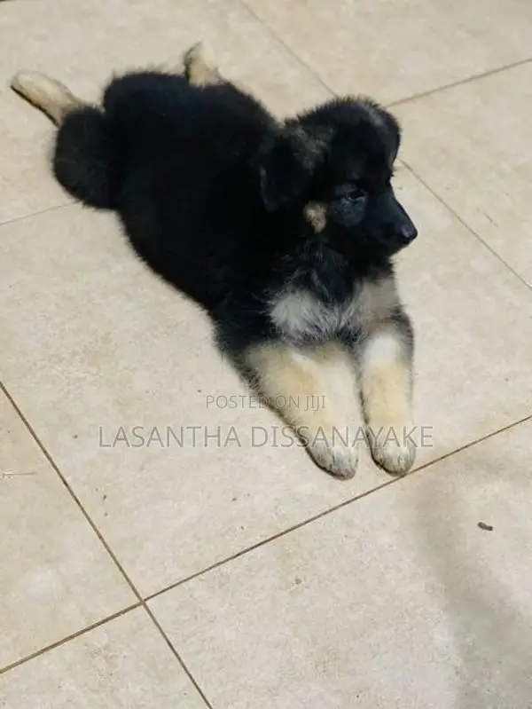 German Shepherd Long Coat Puppy