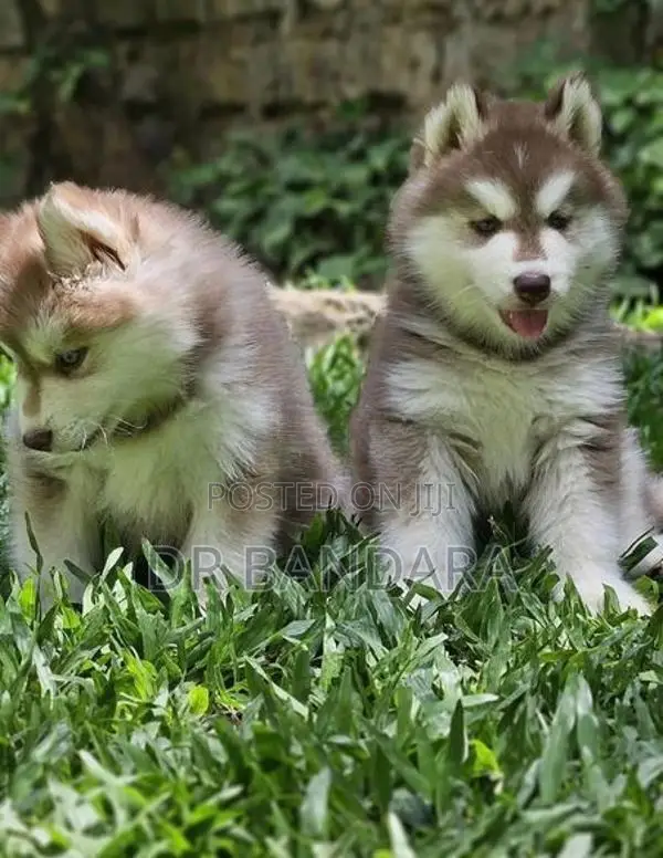 Husky Puppies