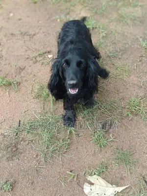 Cocker Spaniel Puppy
