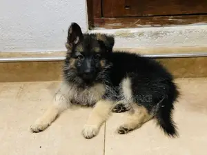 German Shepherd Long Coat Puppy