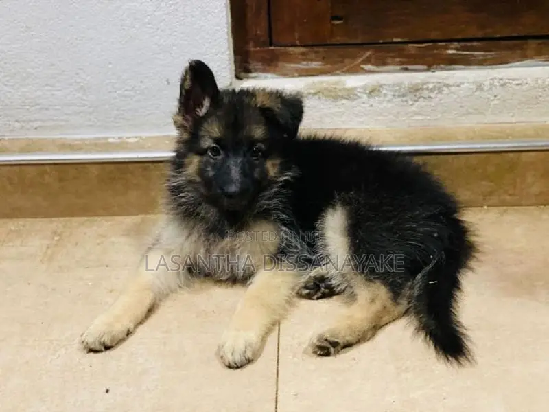 German Shepherd Long Coat Puppy