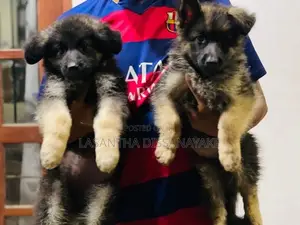 German Shepherd Long Coat Puppy