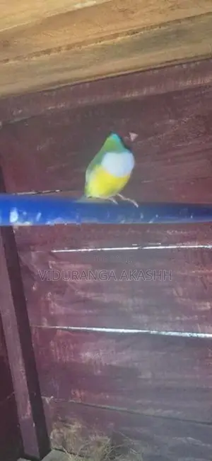 Gouldian Finches