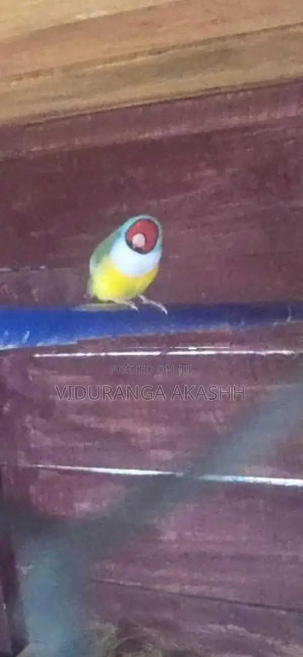 Gouldian Finches