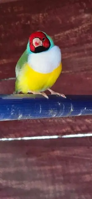 Gouldian Finches