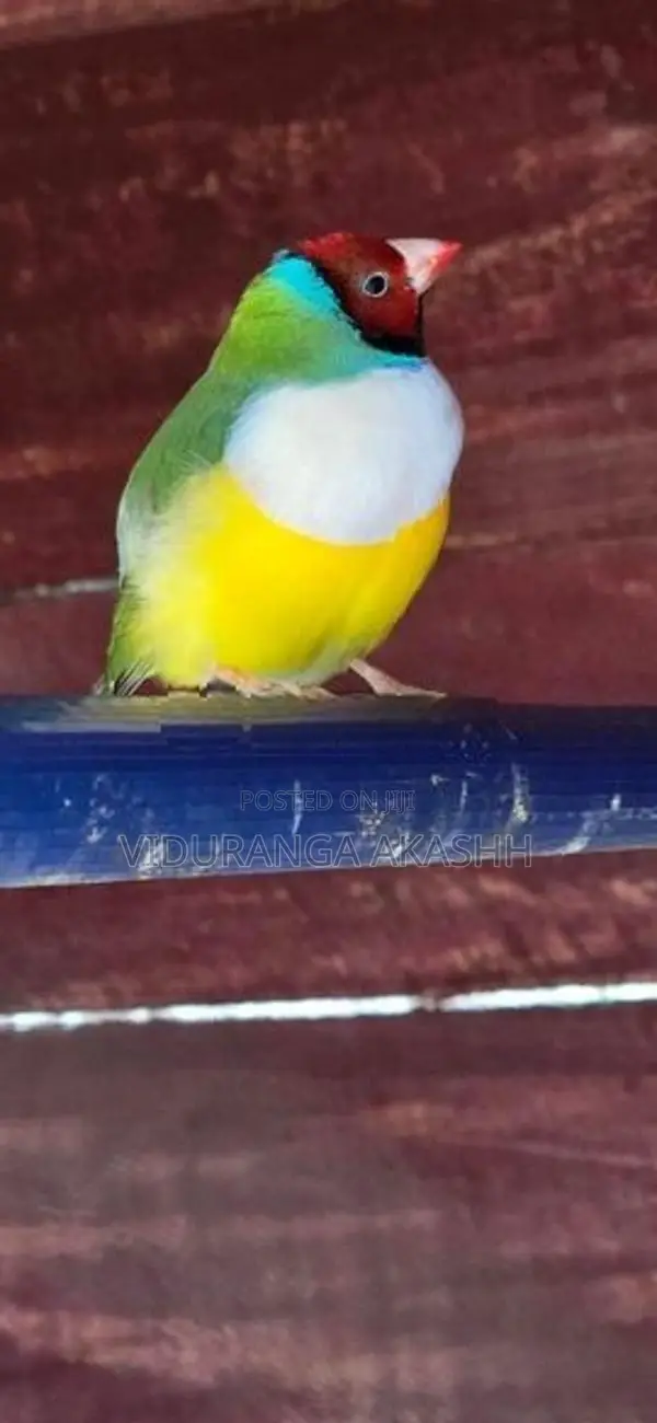 Gouldian Finches