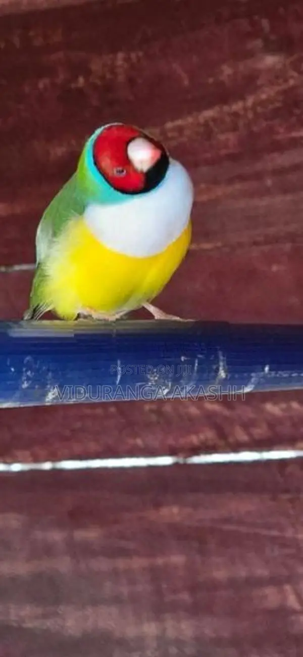 Gouldian Finches