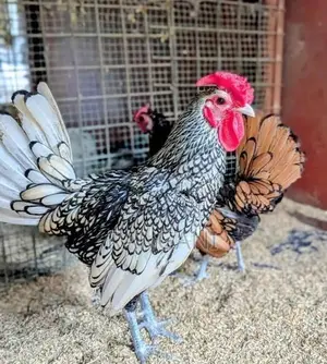 Gold Serbright Chicks