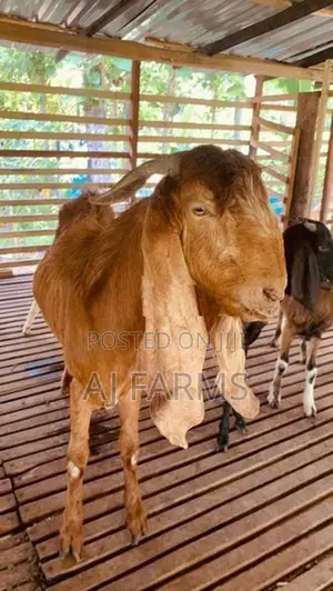 Jamnapari Goat