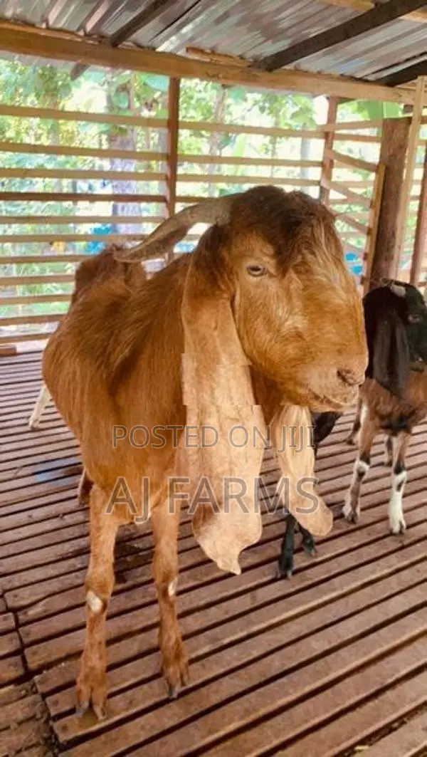 Jamnapari Goat