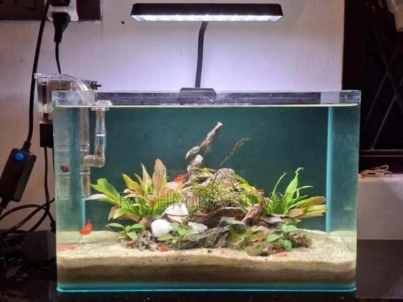 Planted Fish Tank