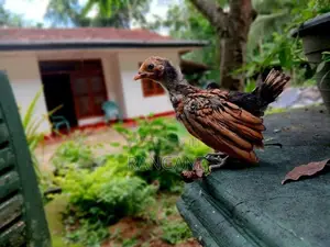 Gold Serbright Chicks