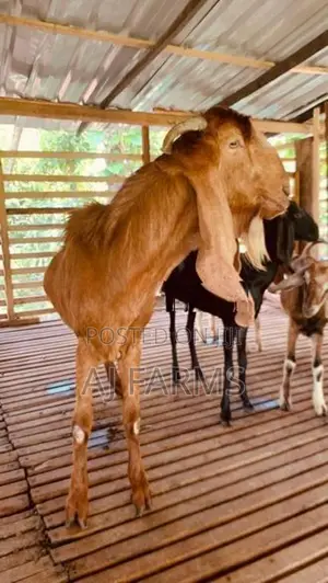 Jamnapari Goat