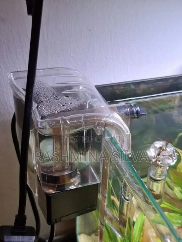 Planted Fish Tank