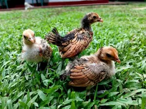 Gold Serbright Chicks