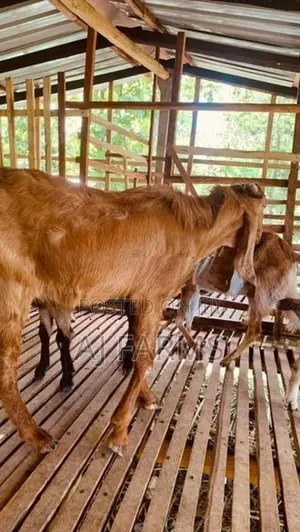 Jamnapari Goat