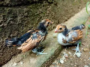 Gold Serbright Chicks