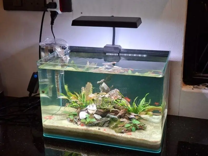 Planted Fish Tank