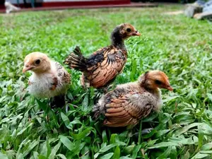 Gold Serbright Chicks