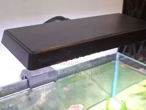 Planted Fish Tank