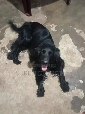 Cocker Spaniel Puppy